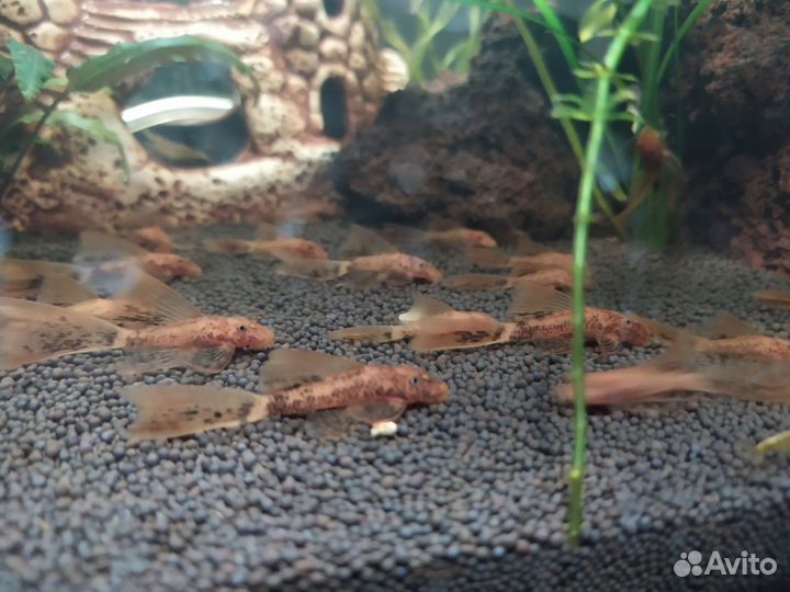 Мальки анциструса