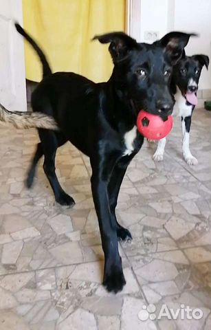 Метис в добрые руки