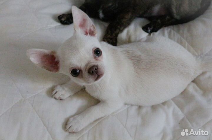 Щенки чихуахуа мини девочка