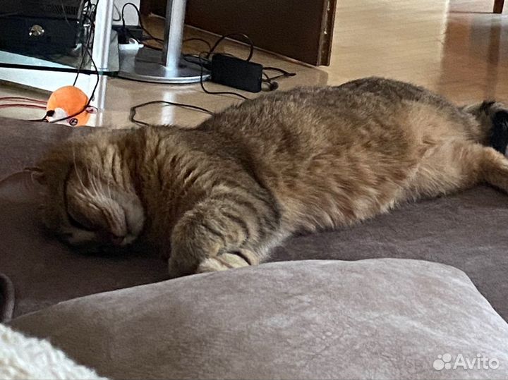 Передержка животных (зооняня для кошек )