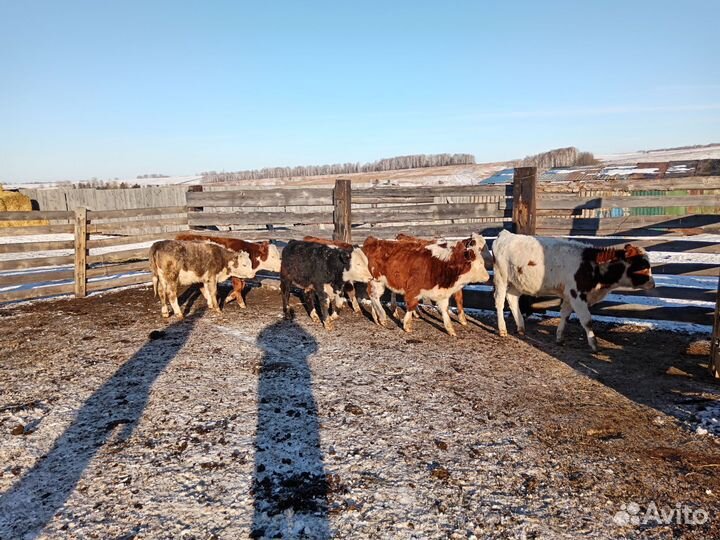 Тёлочки на племя