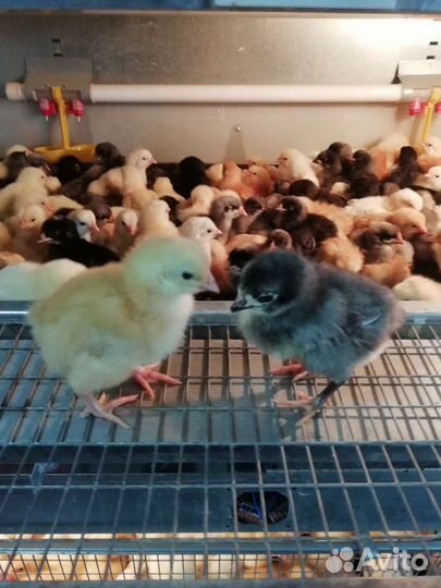 Цыплята Доминант суточные и подрощенные