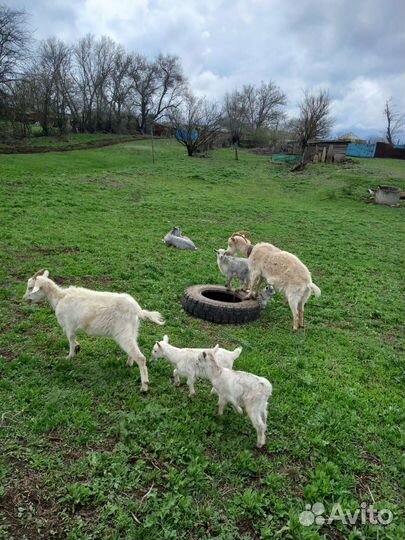 Продаются козы и козел