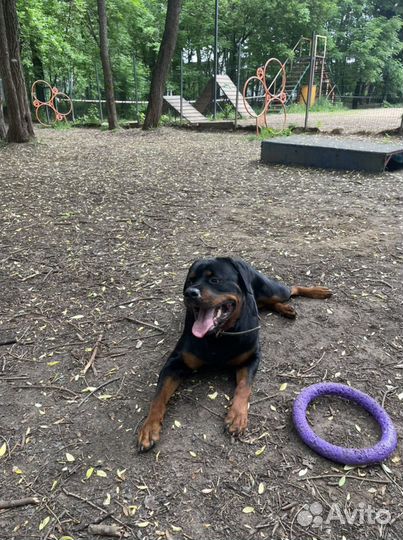 Выгул собак, Догситтер, няня