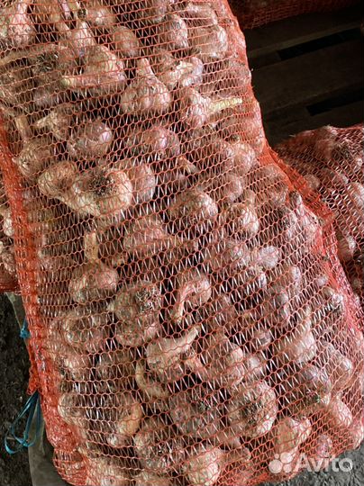 Чеснок на посадку Любаша