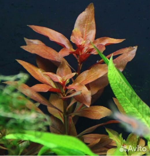 Растения для аквариума