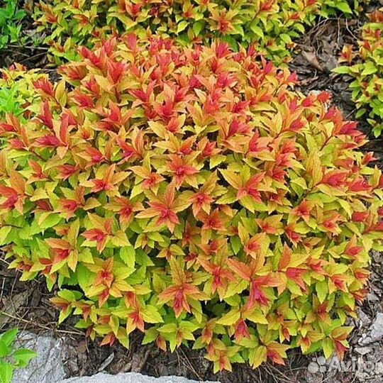 Спирея японская