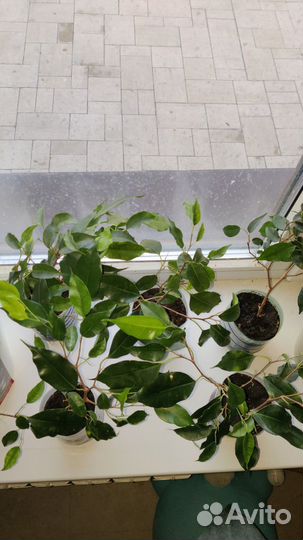 Фикус Бенджамина