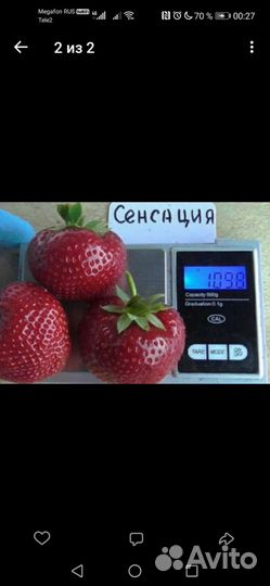 Рассада клубники
