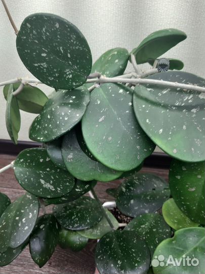 Хойи на срез