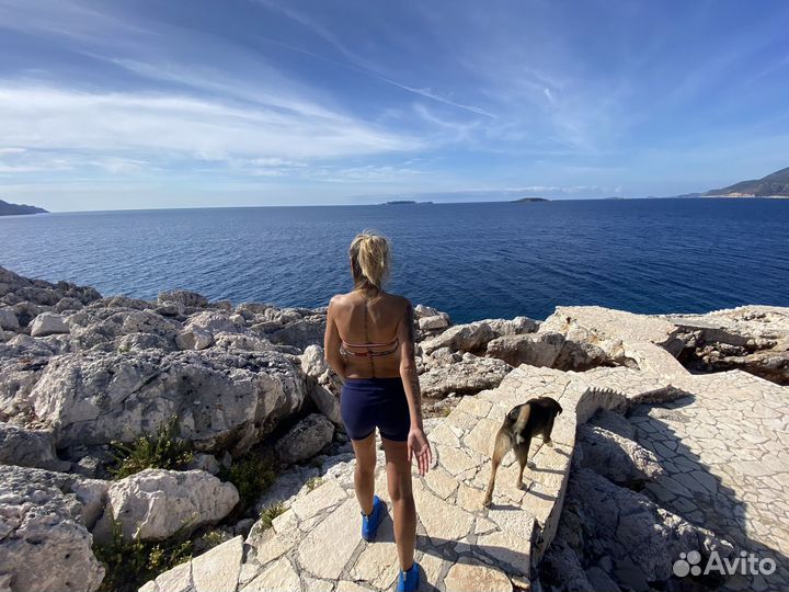 Передержка животных на время отпуска