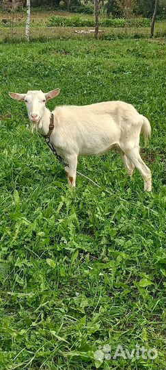 Коза дойная