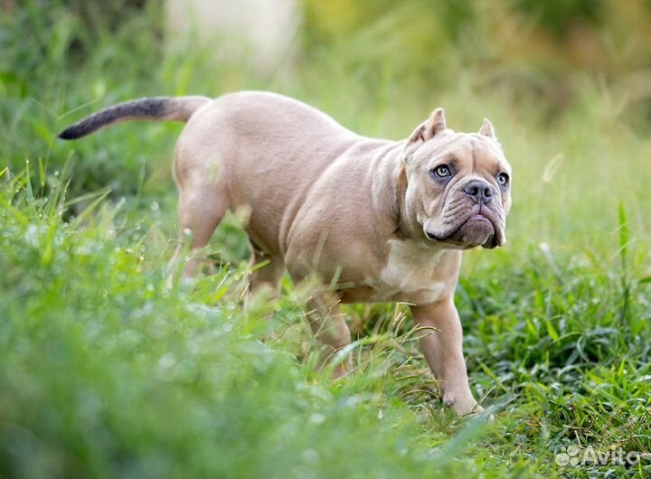 Щенки американского булли