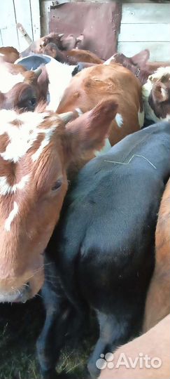 Бычки сименталы абердины