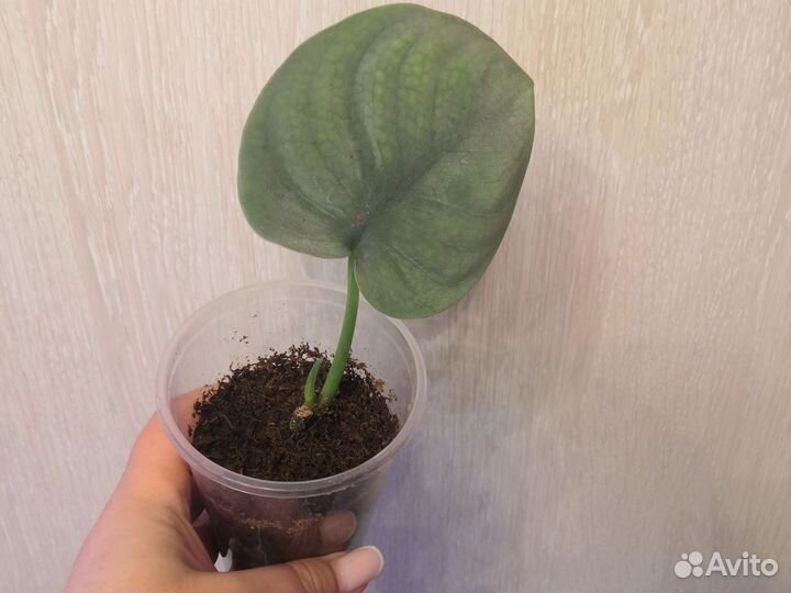 Сциндапсус, филодендрон, монстера