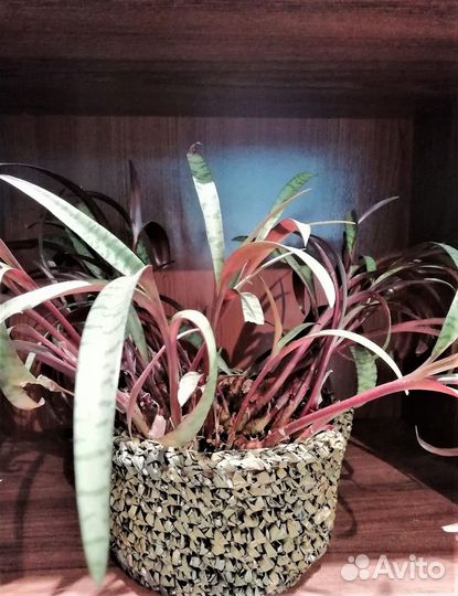 Сцилла пестролистная, ледебурия