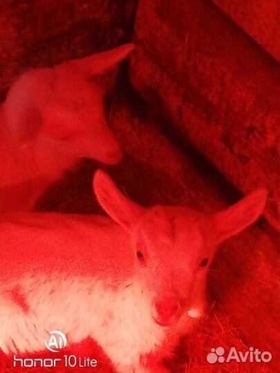 Козлята 3 месяца