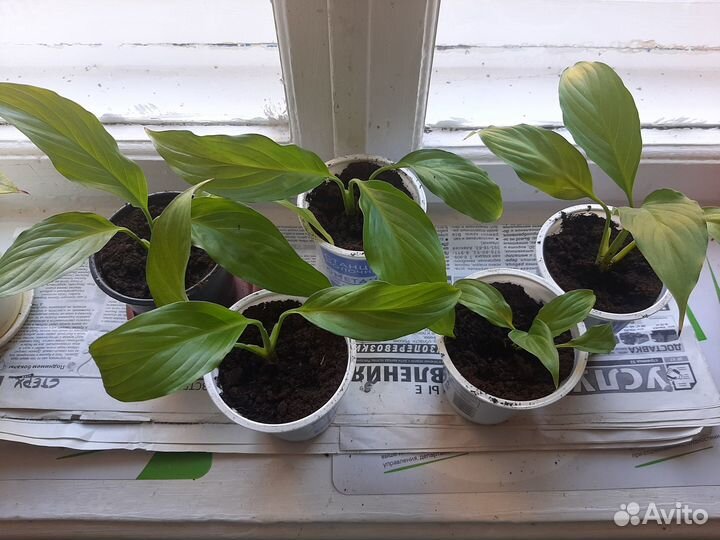 Спантифиллиум (женское счастье)