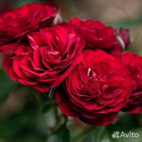 Розы флорибунда Лаваглут, Герцогиня Кристиана