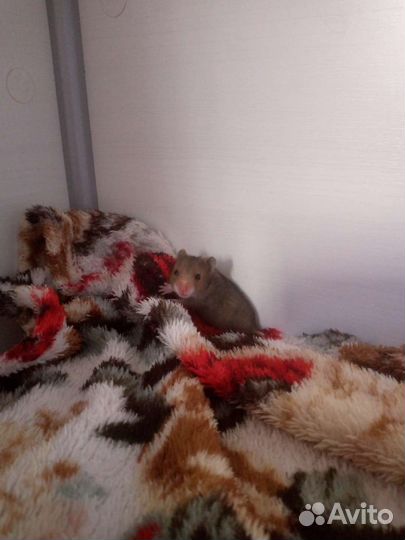 Сирийский хомяк бесплатно