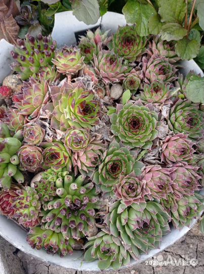 Стелющиеся многолетники