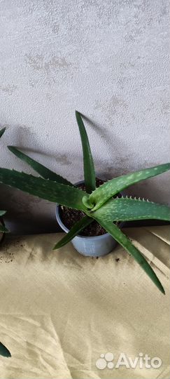 Алоэ столетник