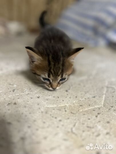 Британские котята