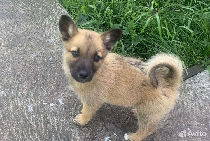 Щенок в добрые руки бесплатно