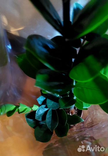 Замиокулькас