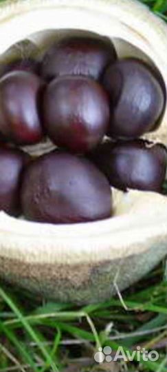 Чекалкин орех