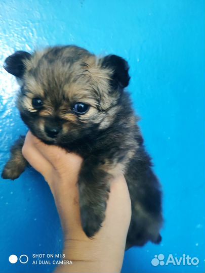 Померанский шпиц медвежьего типа