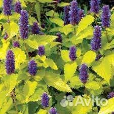 Многолетние садовые растения