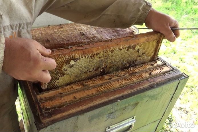 Мёд натуральный из Алтая опт от 16кг