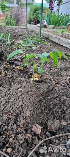 Саженцы грецкого ореха