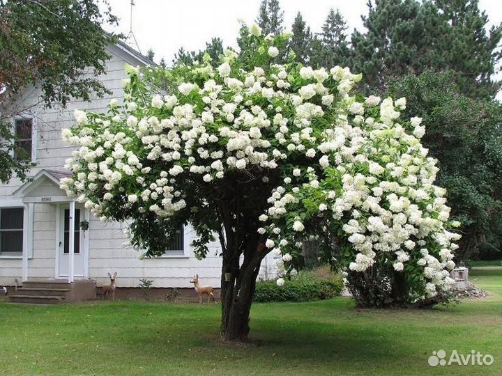 Саженцы Калина Бульденеж