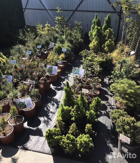 Декоративные растения