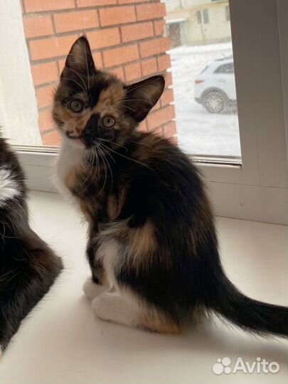 Котята воспитанные