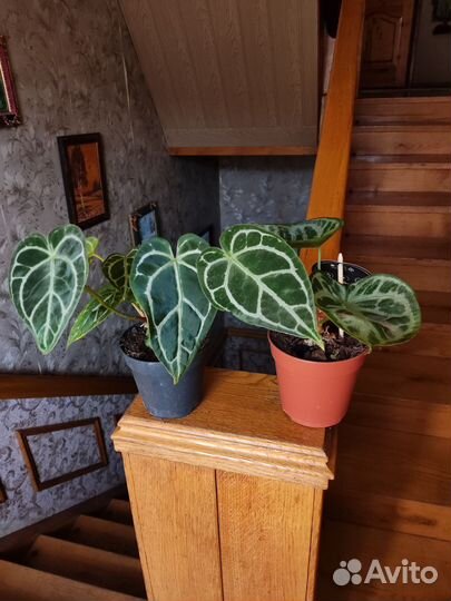 Антуриум Сильвер блаш, кристаллинум