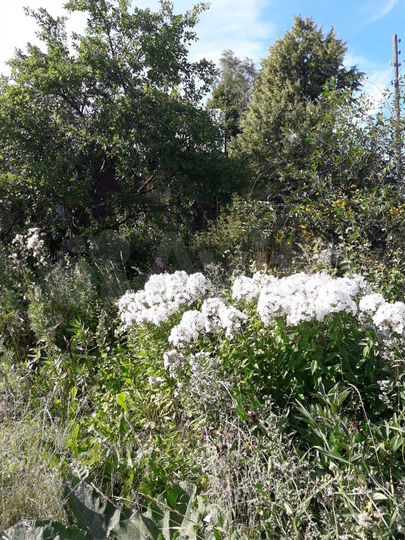 Участок 15,1 сот. (ИЖС)