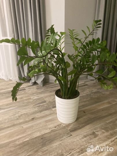 Замиокулькас