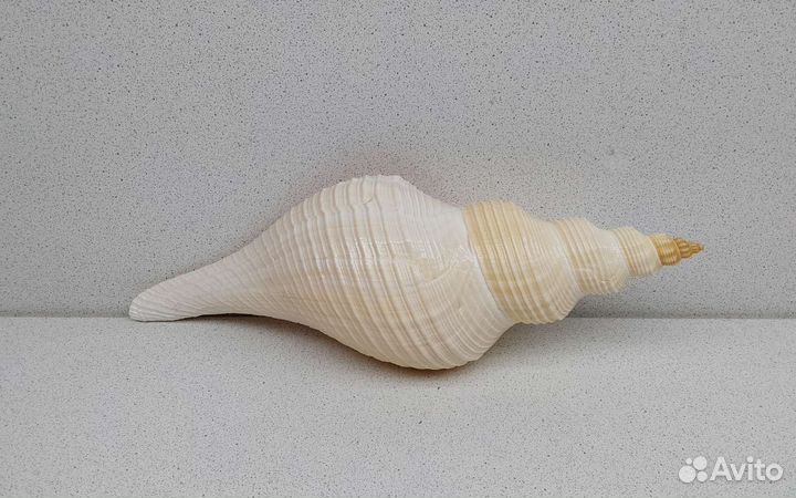 Хемифусус Туба 26,3 морская ракушка раковина