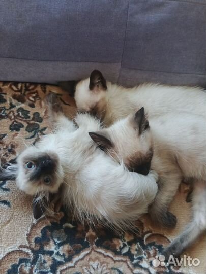 Сиамские котята