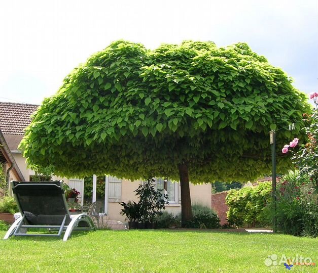 Саженцы абрикоса, катальпы, хвойных и др