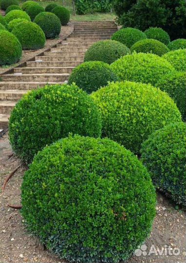 Саженцы самшита