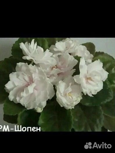 Детки сортовых фиалок