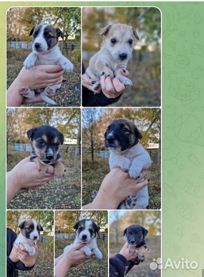 Щенки в добрые руки