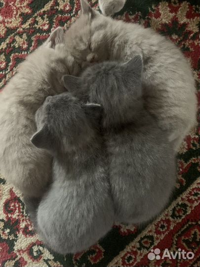 Британская кошечка прямоухая