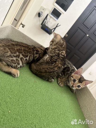 Бенгальские котята
