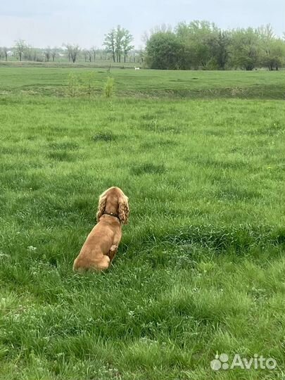 Английский спаниель