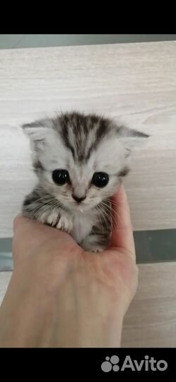 Шотландские котята
